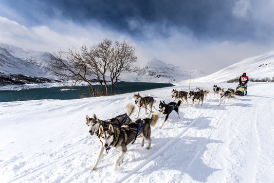 ALPINA IS NAMED AS THE OFFICIAL TIMEKEEPER FOR THE 15TH EDITION OF LA GRANDE ODYSSÉE SAVOIE MONT BLANC